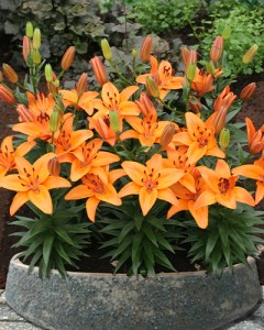 Lilium AbbevilleS Pride